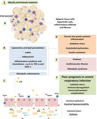 The Weight of Obesity in Immunity from Influenza to COVID-19